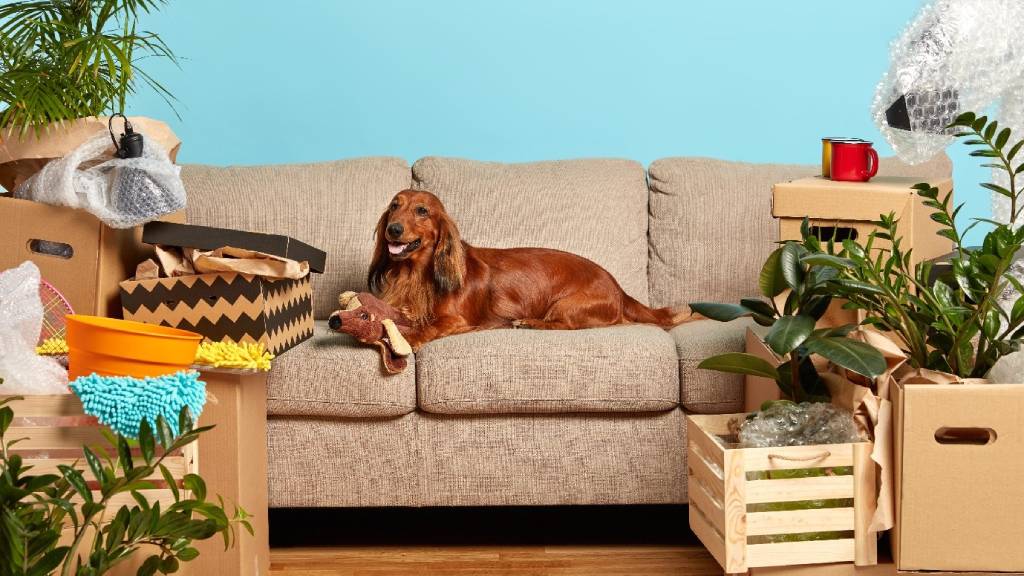 Which Is The Best Furniture If You Have Pets? Leather Or Fabric?